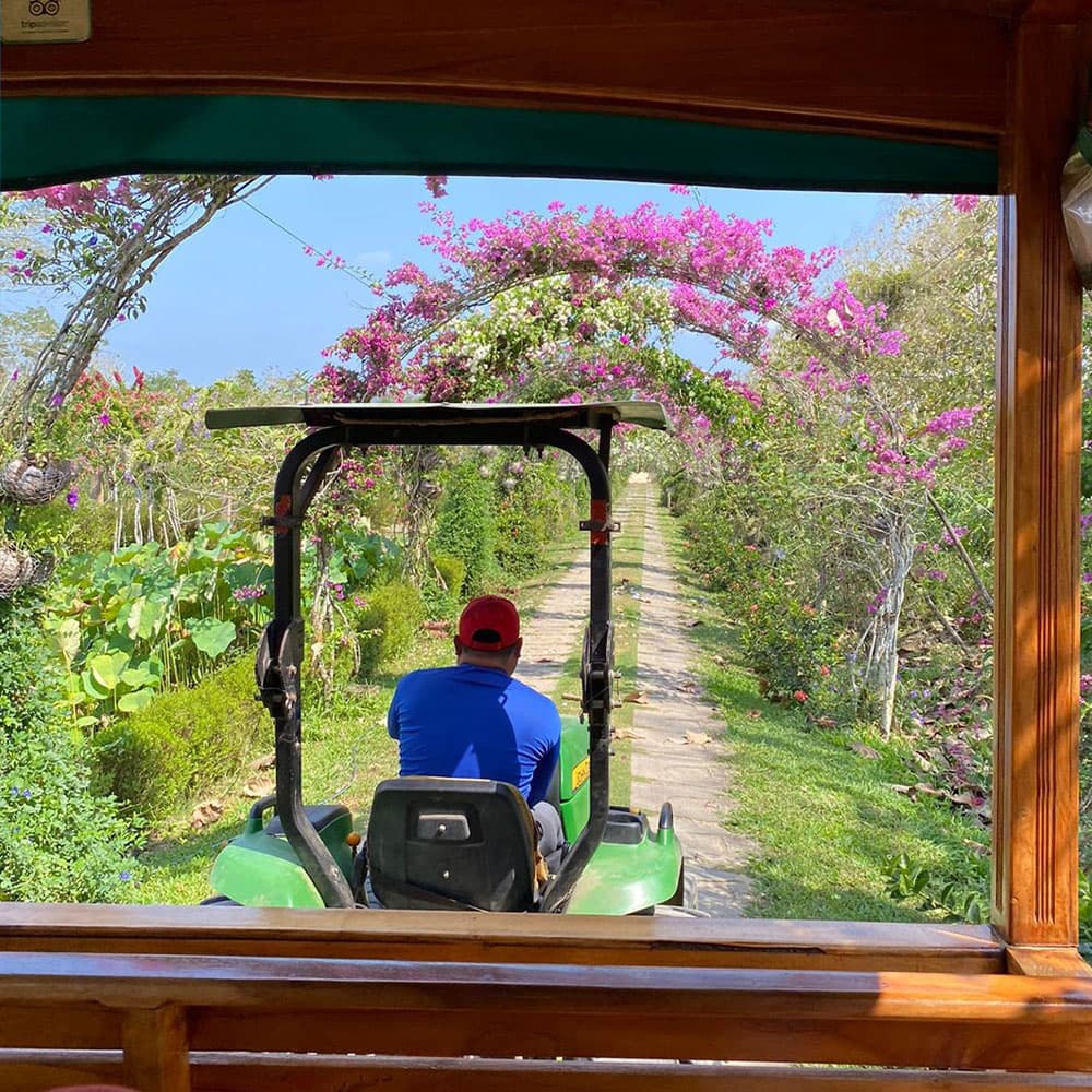 A person driving a tractor down a tree-lined path adorned with blooming flowers.