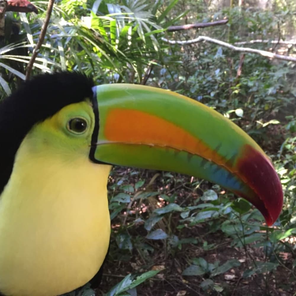 A colorful toucan with a large beak is perched amid lush greenery.