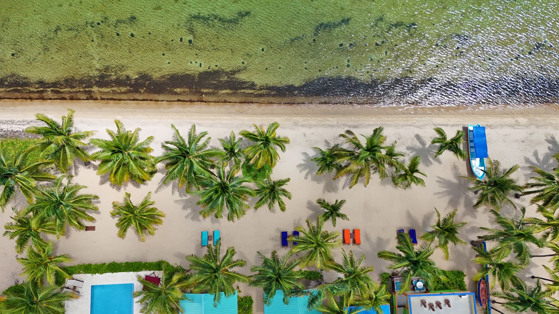 Aerial view of a sandy beach lined with palm trees and colorful lounge chairs next to clear water.