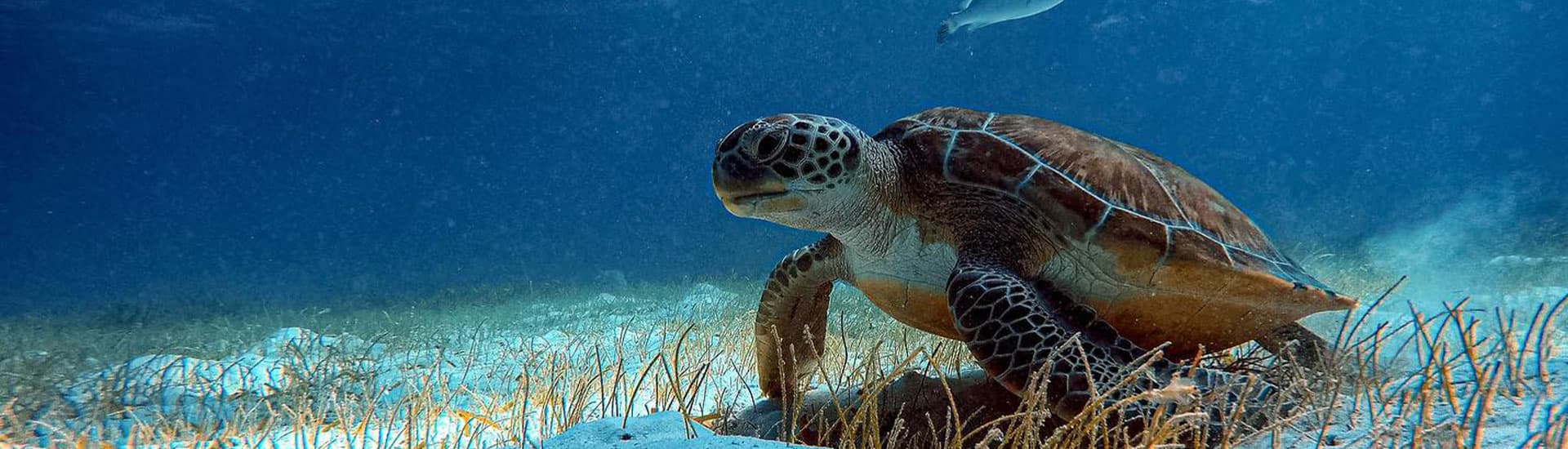 A sea turtle swims over a sandy ocean floor dotted with seagrass.