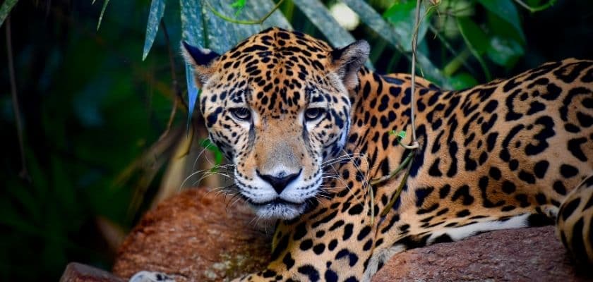 Jaguar resting on rocks among green jungle leaves in Belize.