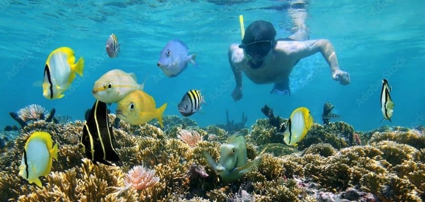 A snorkeler swims above a colorful coral reef and tropical fish in clear blue Caribbean water near Belize.