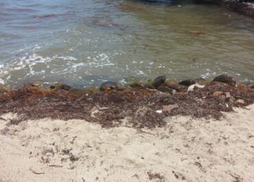 erosion in Hopkins Belize