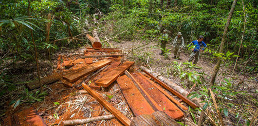 Illegal logging in Belize