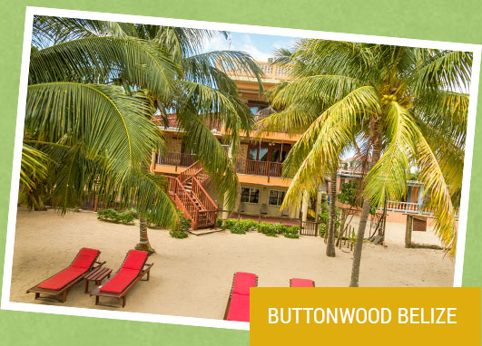 Buttonwood Belize Hopkins Belize