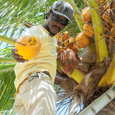 Hopkins Belize Coconut