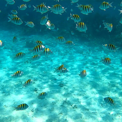 Hopkins Belize Snorkeling