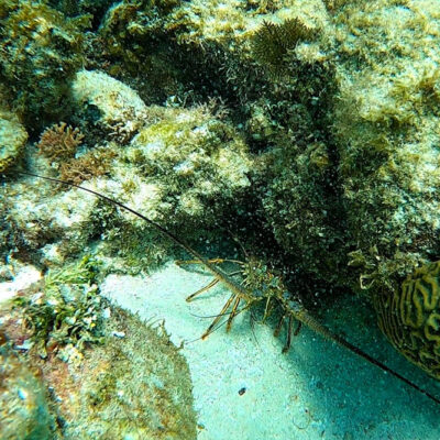 Hopkins Belize Snorkeling