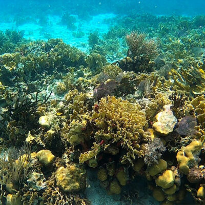 Hopkins Belize Snorkeling