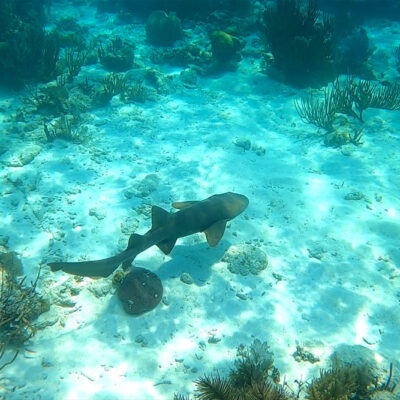 Hopkins Belize Snorkeling