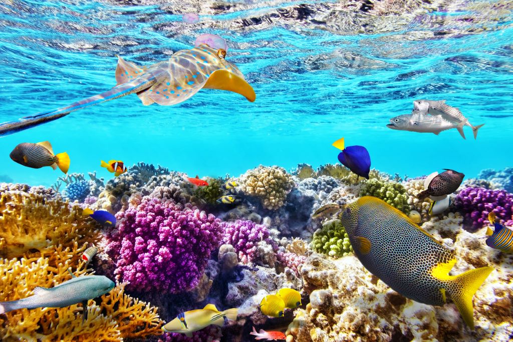 Belize Reef Snorkeling