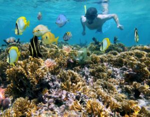Belize Reef Snorkeling
